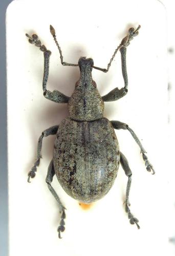 Liophloeus lentus